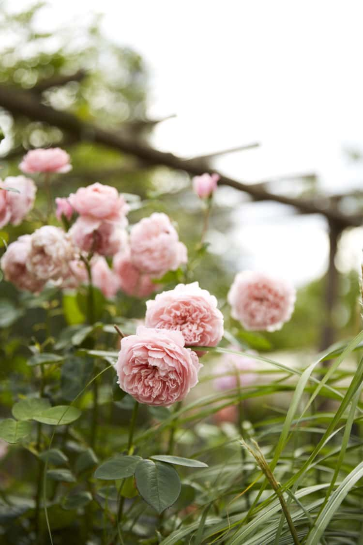 Petersham Nurseries’ Amanda Brame on how to start growing flowers at home