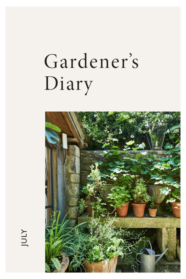 Gardener’s Diary: tips on summer vegetable care