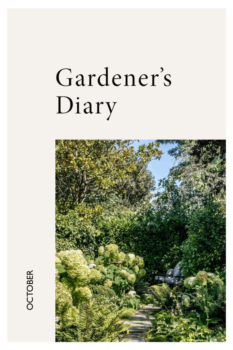 Gardener’s Diary: autumn gardening tips for vegetable growers